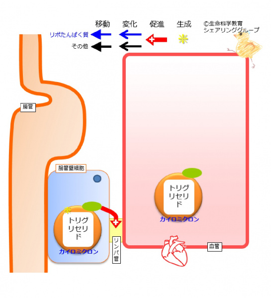 ファイル:アポリポたんぱく質B48-wb.jpg