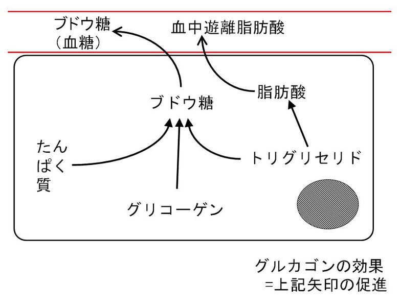 ファイル:00748.jpg