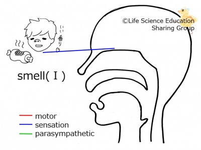 Cranial01E.jpg