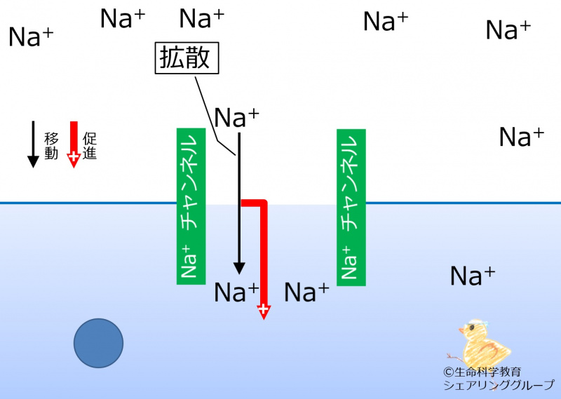 ファイル:Nachannel diffusion2potential-wb.jpg