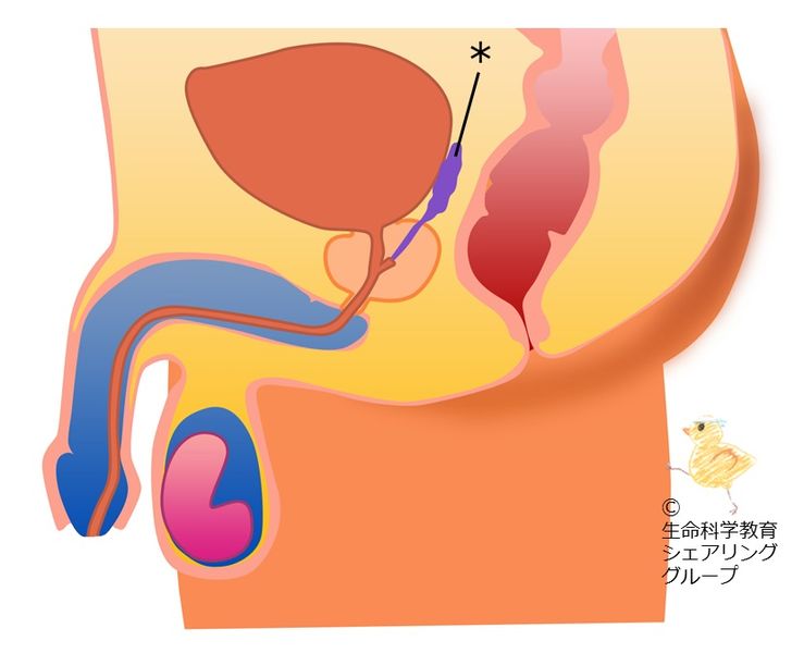 ファイル:クイズ 精嚢.jpg