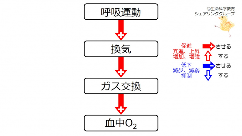 ファイル:VentO2.jpg