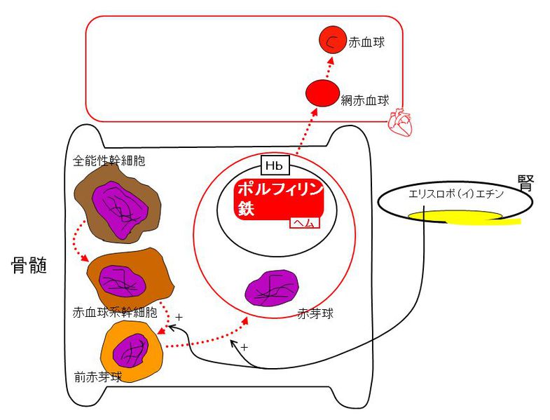 ファイル:00398.jpg