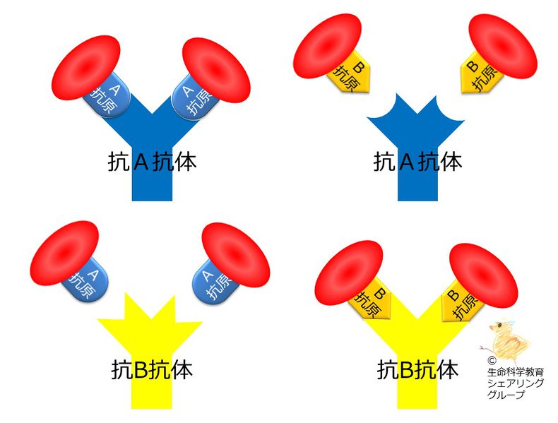 ファイル:04548.jpg