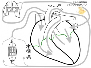 /wiki/images/thumb/3/30/%E4%BD%93%E5%BE%AA%E7%92%B0.jpg/300px-%E4%BD%93%E5%BE%AA%E7%92%B0.jpg