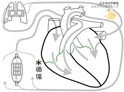 /wiki/images/thumb/3/30/%E4%BD%93%E5%BE%AA%E7%92%B0.jpg/400px-%E4%BD%93%E5%BE%AA%E7%92%B0.jpg