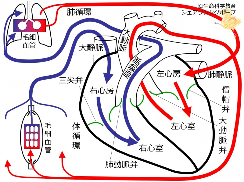 ファイル:01756.jpg