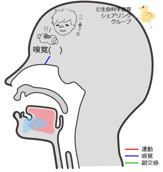 ファイル:Cranial01-wb.jpg