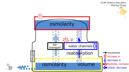 WaterChannelsEffectOfDecreasing-2Eng.jpg