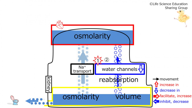 ファイル:WaterChannelsEffectOfDecreasing-2Eng.jpg