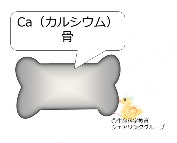 カルシウム.jpg