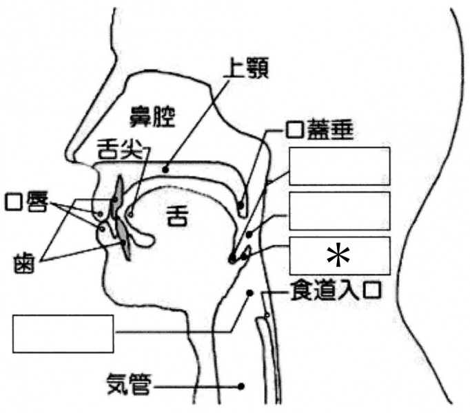 ファイル:嚥下の図3.jpg