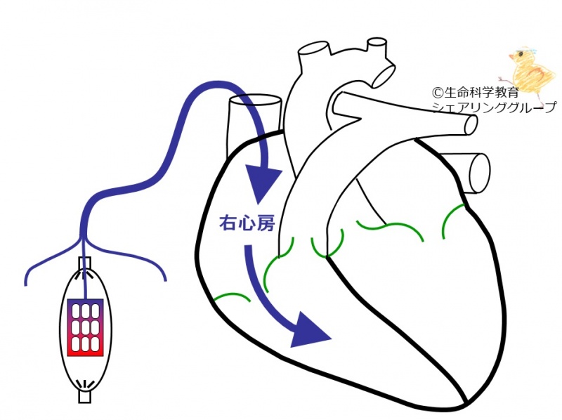 ファイル:01717-wb.jpg