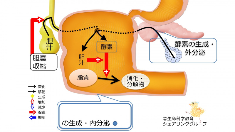 ファイル:03438-wb.jpg