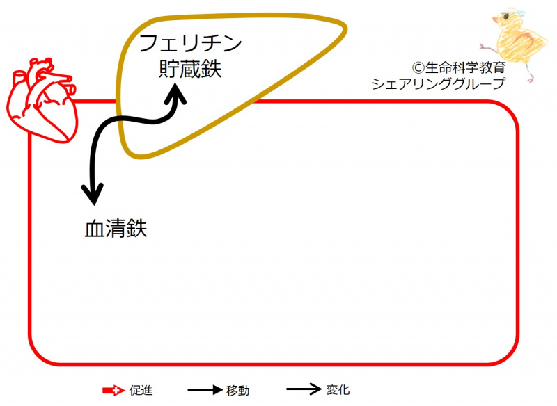 ファイル:04425.jpg