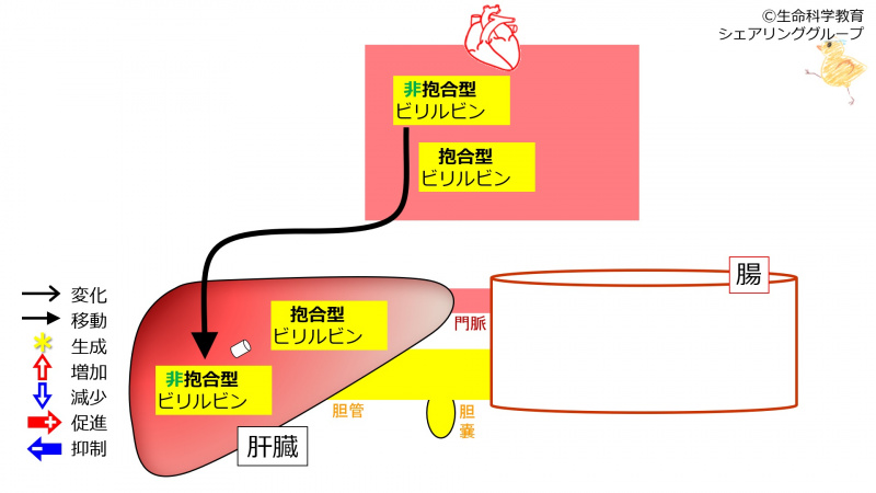 ファイル:01302-wb.jpg