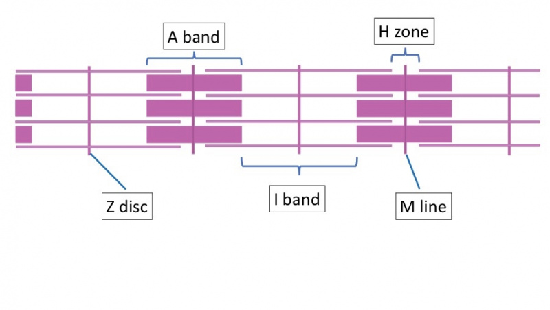 ファイル:Sarcomere.jpg