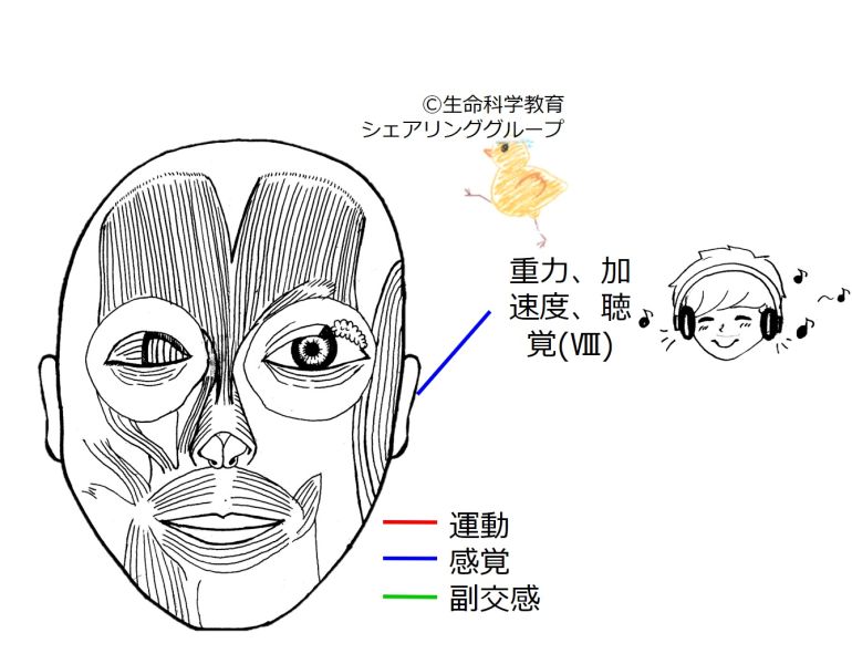 ファイル:Cranial08.jpg