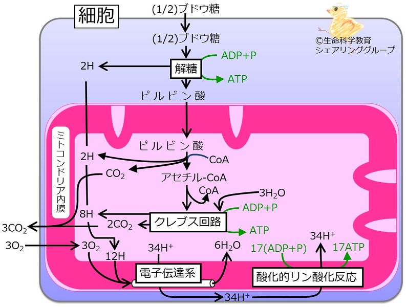 ファイル:エネルギー代謝まとめblue.jpg