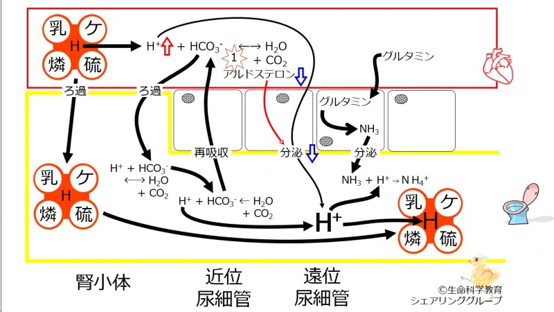 ファイル:00704.jpg