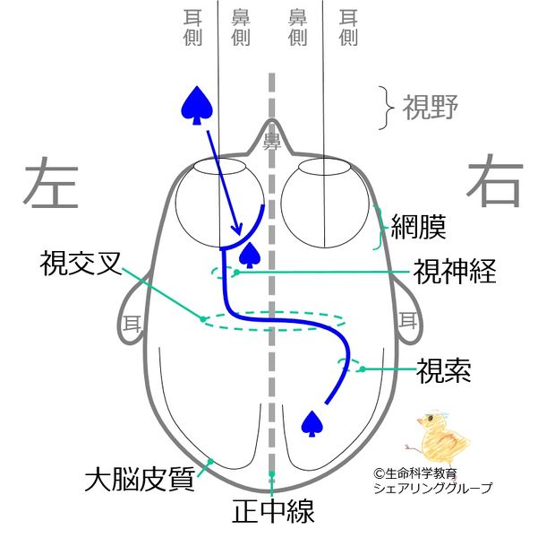 ファイル:00729.jpg
