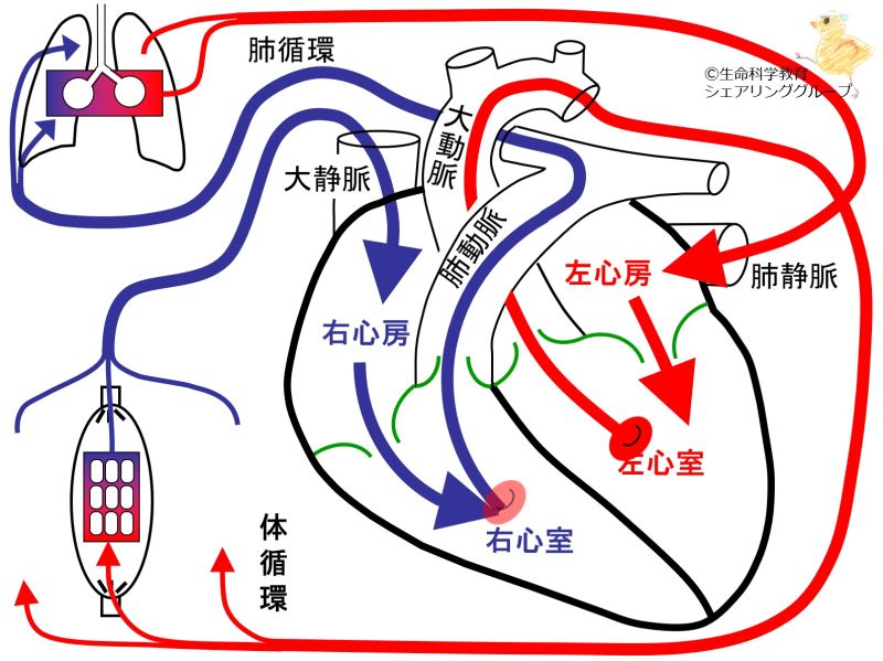 ファイル:01721.jpg