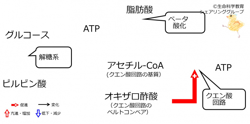 ファイル:GlucoseRole-wb未使用.jpg
