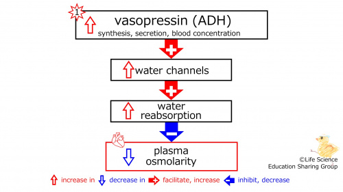 IncreasedADHbasic-ENG.jpg