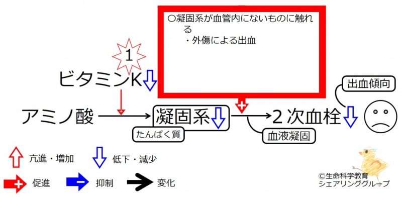 ファイル:VitKdeficiency.jpg