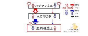/wiki/images/thumb/3/34/WaterChannelseffectSummaryBasic-JPN.jpg/300px-WaterChannelseffectSummaryBasic-JPN.jpg