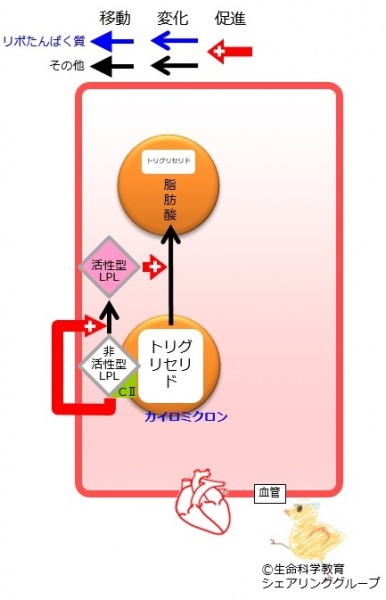 ファイル:アポリポたんぱく質CII カイロミクロン.jpg