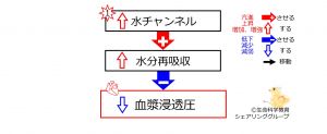 /wiki/images/thumb/3/35/IncreasedWaterChannelsBasic-JPN.jpg/300px-IncreasedWaterChannelsBasic-JPN.jpg