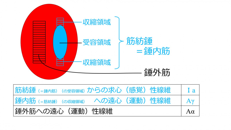 ファイル:MuscleSpindleAnatomyBasic.jpg