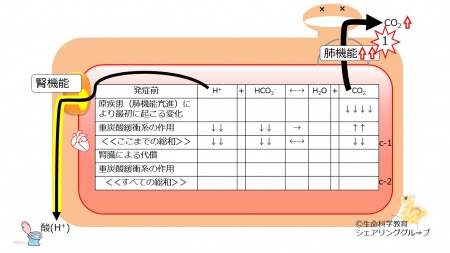 Respiratory-alkalosis-no-compensation.jpg