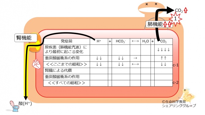 Respiratory-alkalosis-no-compensation.jpg