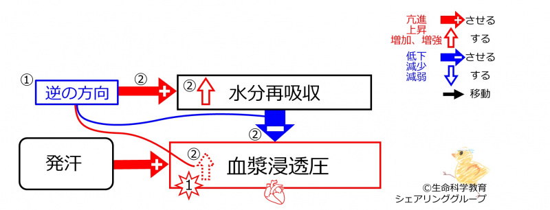 ファイル:SweatingDuringBasicFeedbackToWaterReabsorption-JPN.jpg