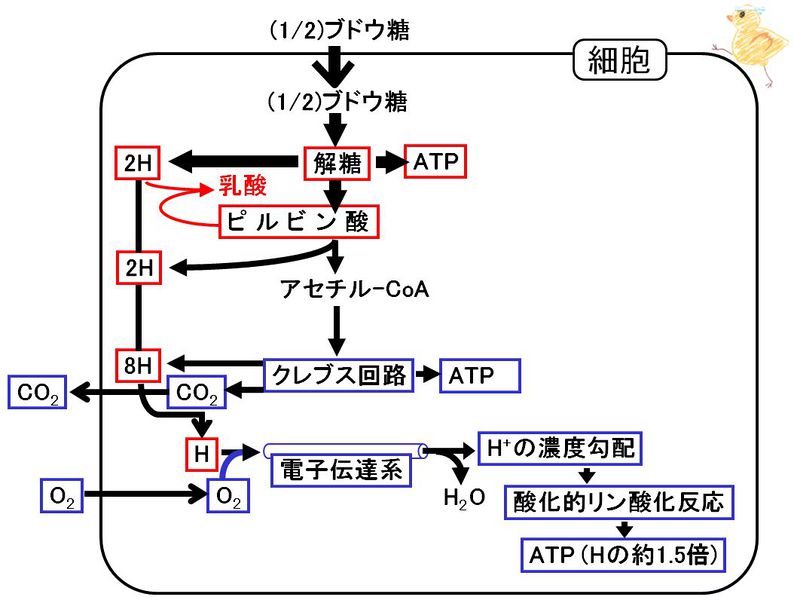 ファイル:01354.jpg