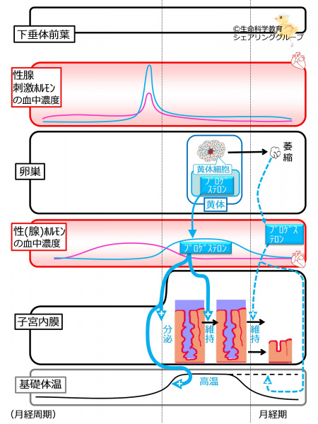 ファイル:MenstrationNoFB-wb.jpg