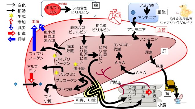 肝機能まとめ.jpg