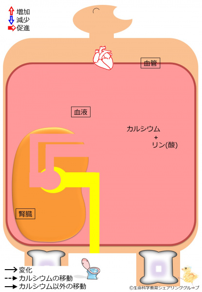 ファイル:04434-wb.jpg
