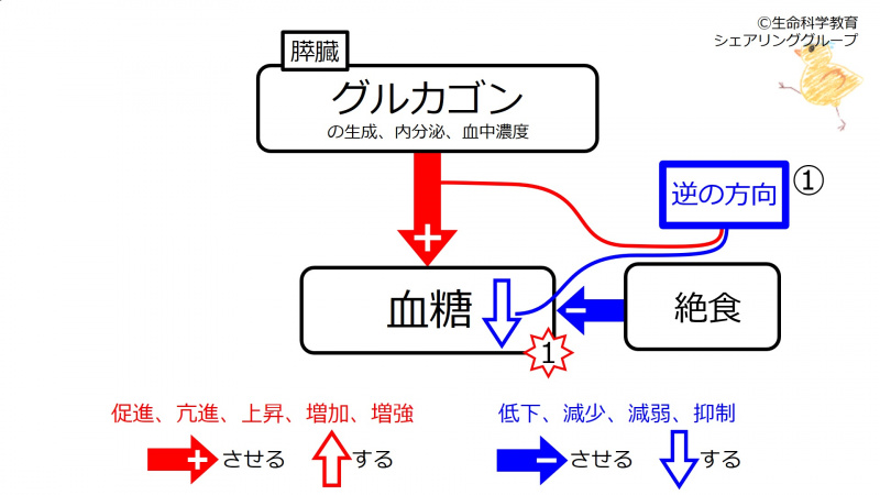 ファイル:Glucagon-fast.jpg