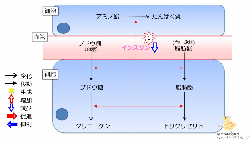ファイル:Insulin2TGandProteinDec-wb.jpg