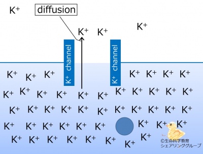 Potasium-diffusion.jpg