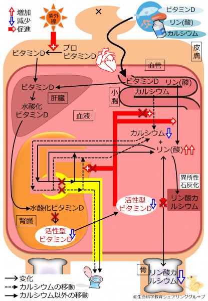 ファイル:04372.jpg