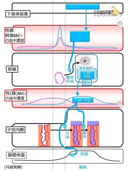 ファイル:Menstration2ndhalfnoFB-wb.jpg