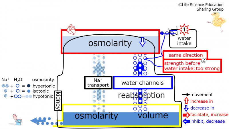 ファイル:WaterChannelsWaterIntake2-Eng.jpg
