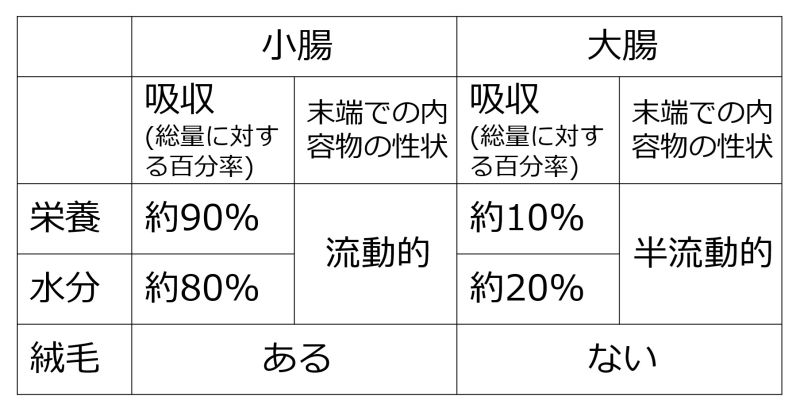 ファイル:Small-large-intestine-comparison-basic-Jpn.jpg