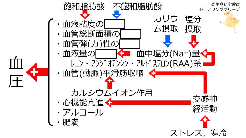 ファイル:血圧を上げる因子-wb.jpg