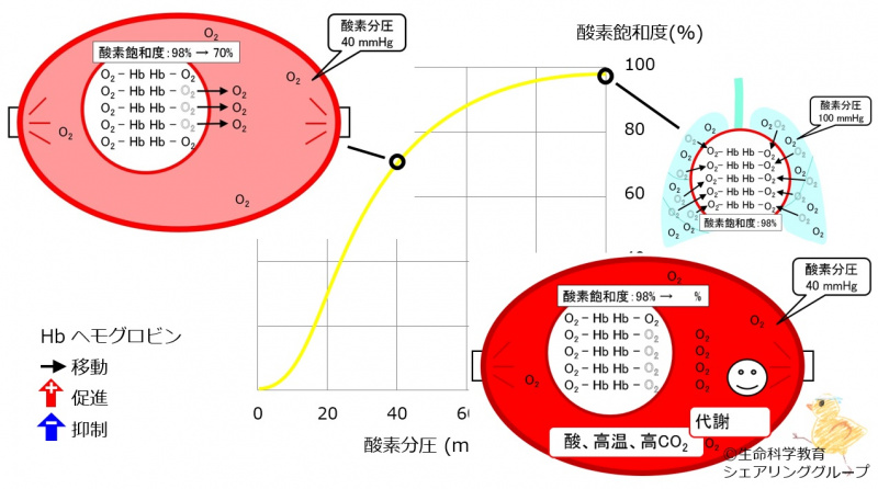 ファイル:03305-wb.jpg