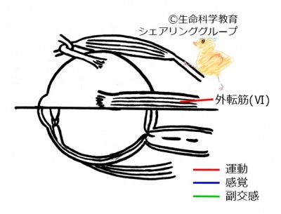 Cranial06.jpg